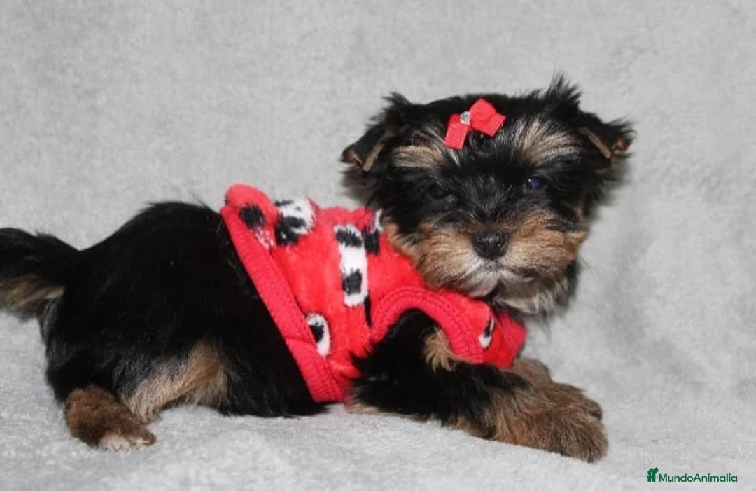 Yorkshire Terrier perros en venta: Preciosidades de yorkshire en Barcelona - Anuncio 4