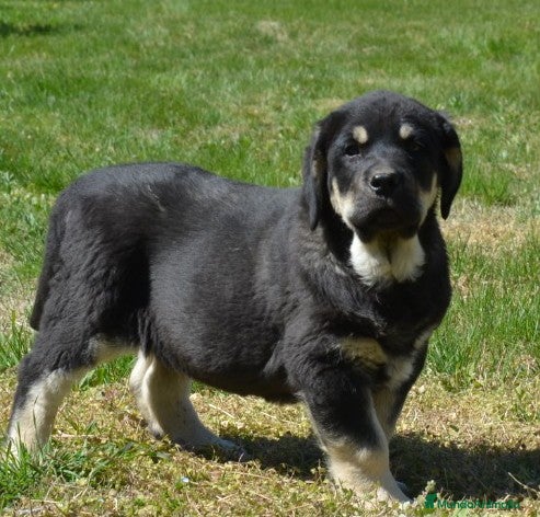 Mastín Español perros Mastin leonés  - Anuncio 1