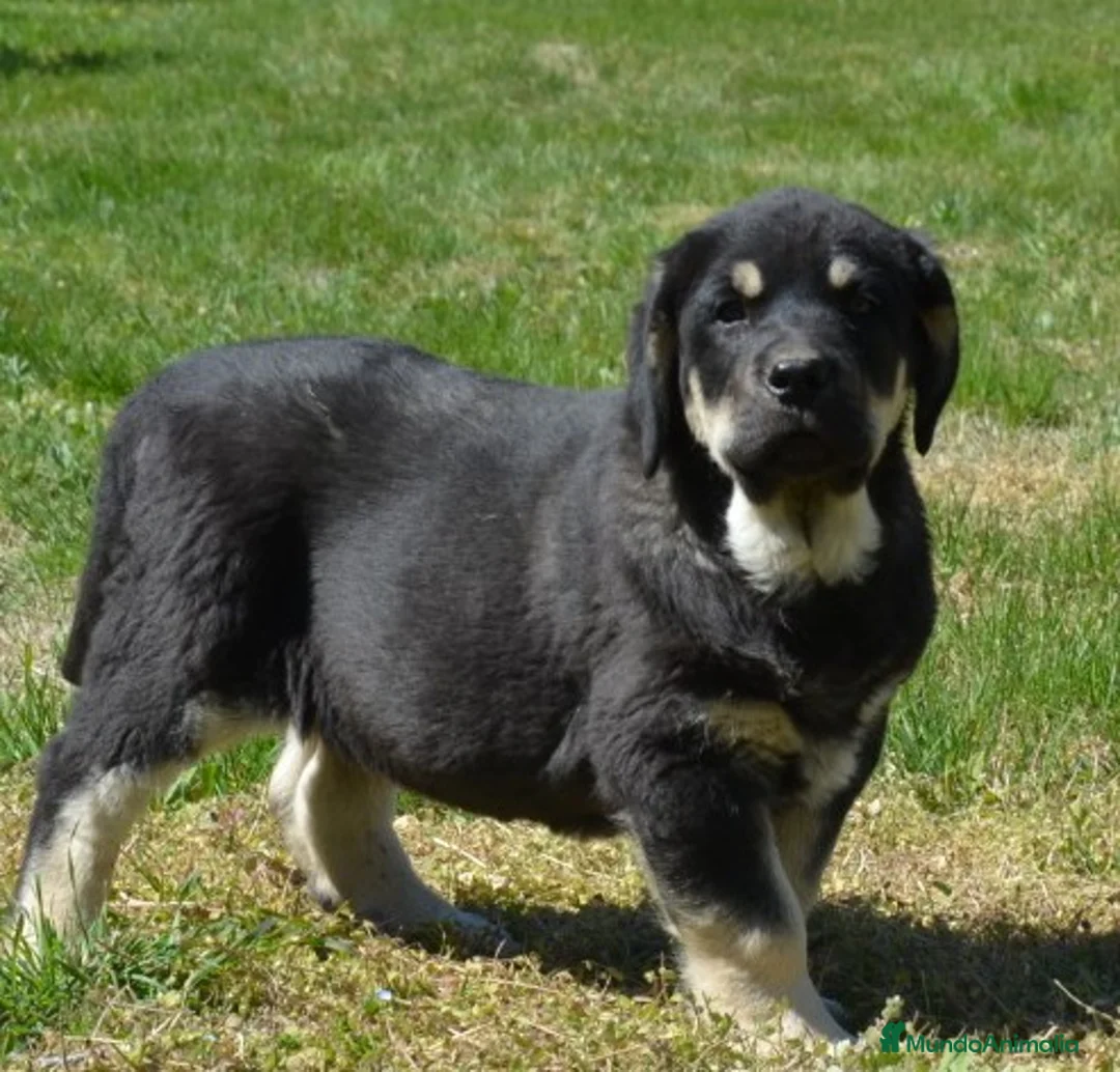 Mastín Español perros en venta: Mastin leonés  - Anuncio 2