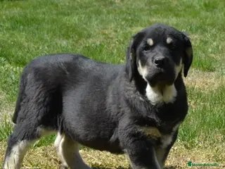 Mastín Español perros Mastin leonés - Anuncio 19