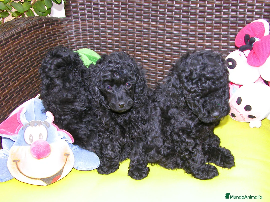 Imagen de galería {{count}}