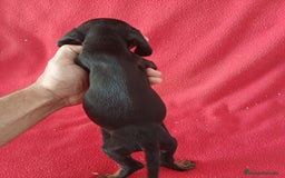 Teckel Miniatura perros en venta: Teckel Miniatura  - Imagen 3