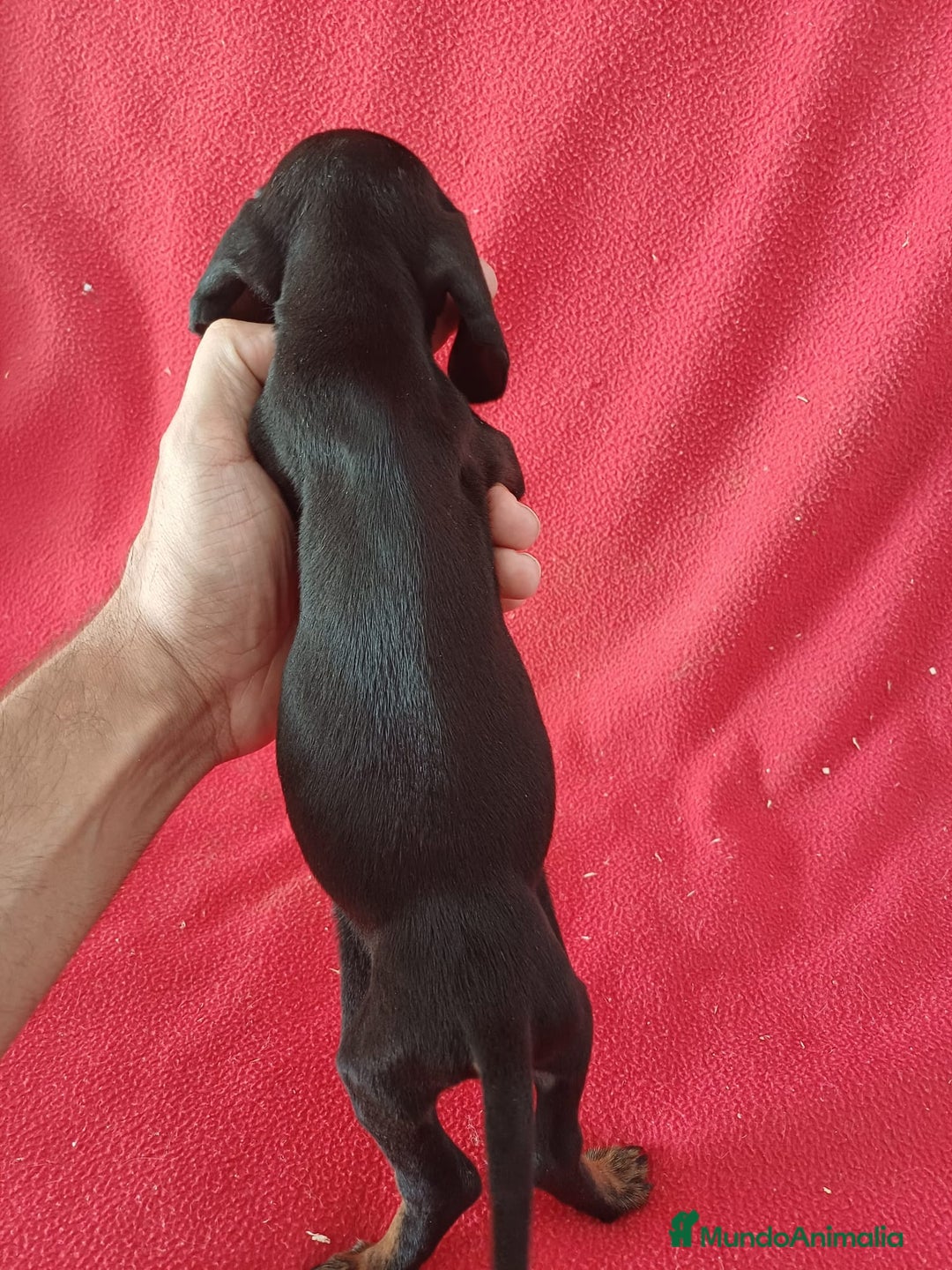 Teckel Miniatura perros en venta: Teckel Miniatura  - Imagen 3