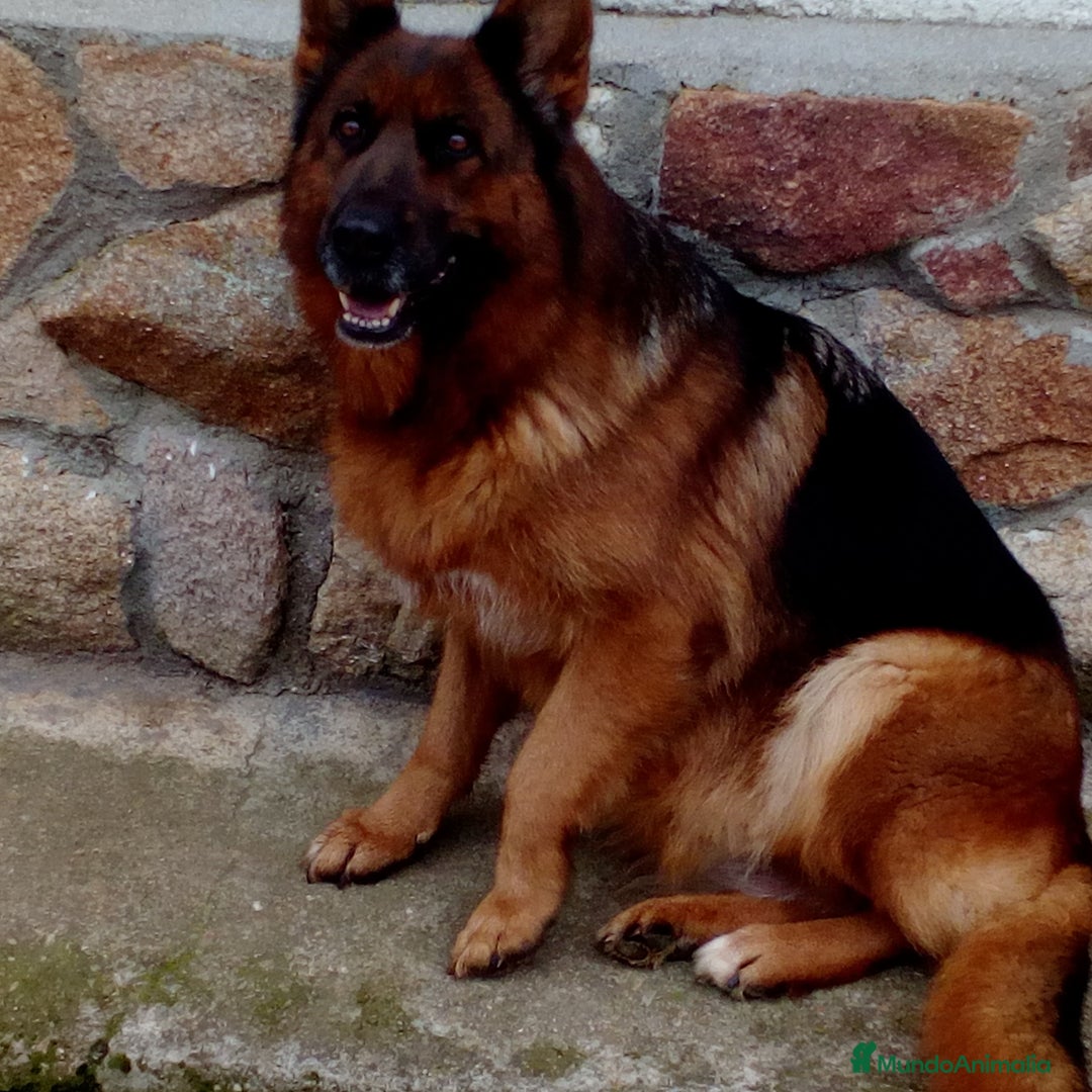 Pastor Alemán perros en venta: Cachorros de pastor alemán  - Imagen 3