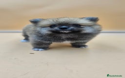 Pomerania perros en venta: Lulú de pomerania  en Cádiz - Imagen 8
