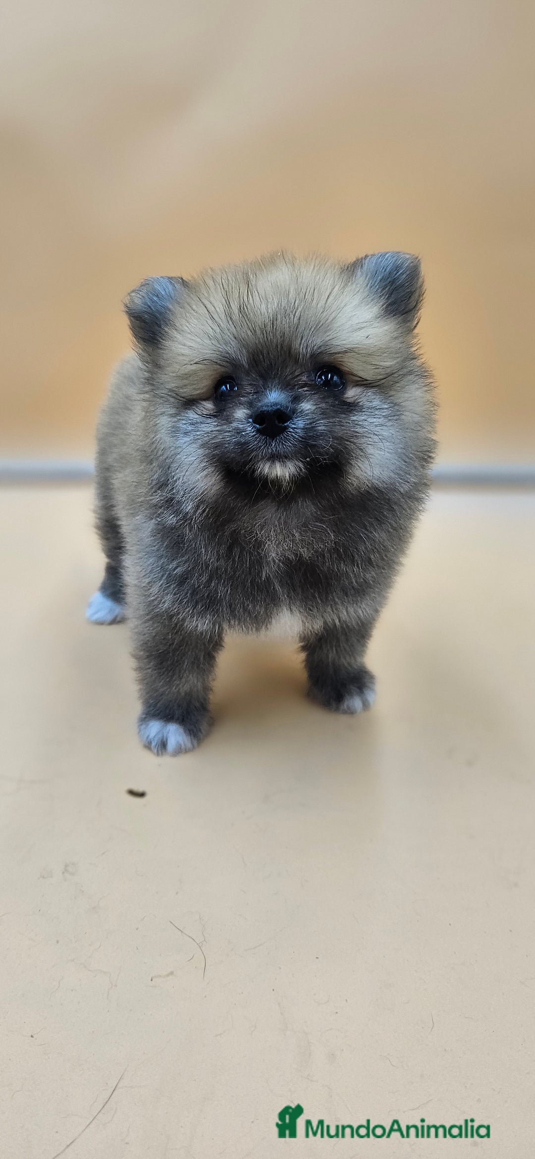 Pomerania perros en venta: Lulú de pomerania  en Cádiz - Imagen 8