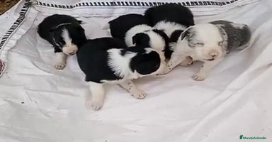 Border Collie perros - Anuncio 5