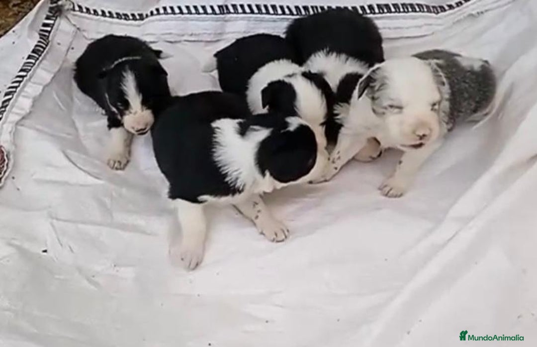 Border Collie perros en venta: Border collie  - Imagen 3