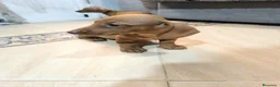 Teckel Miniatura perros en venta: Disponible Teckels miniatura de excelente calidad  - Anuncio 13