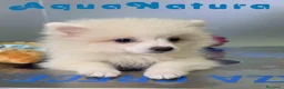 Pomerania perros en venta: Pomerania Macho de Grana y Pompom 8173 AQUANATURA - Anuncio 8