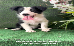 Border Collie perros en venta: Border Collie hembra - Imagen 2