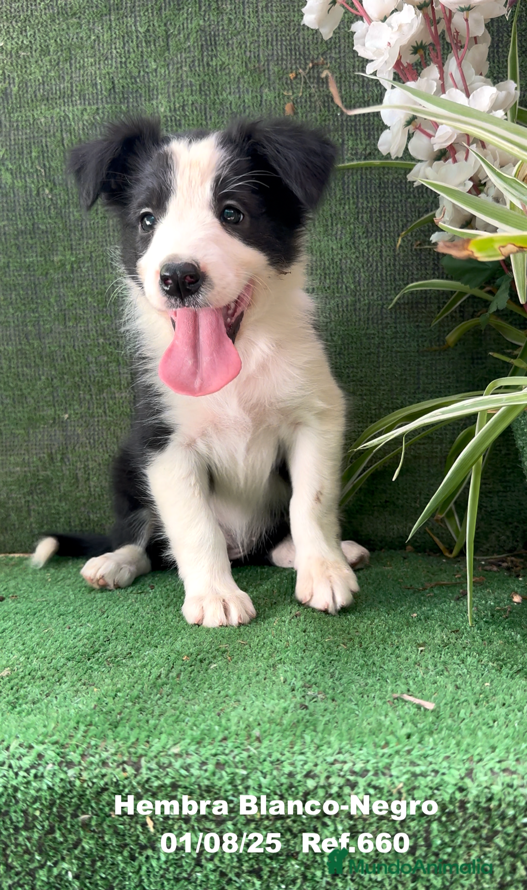Border Collie perros en venta: Border Collie hembra - Imagen 2