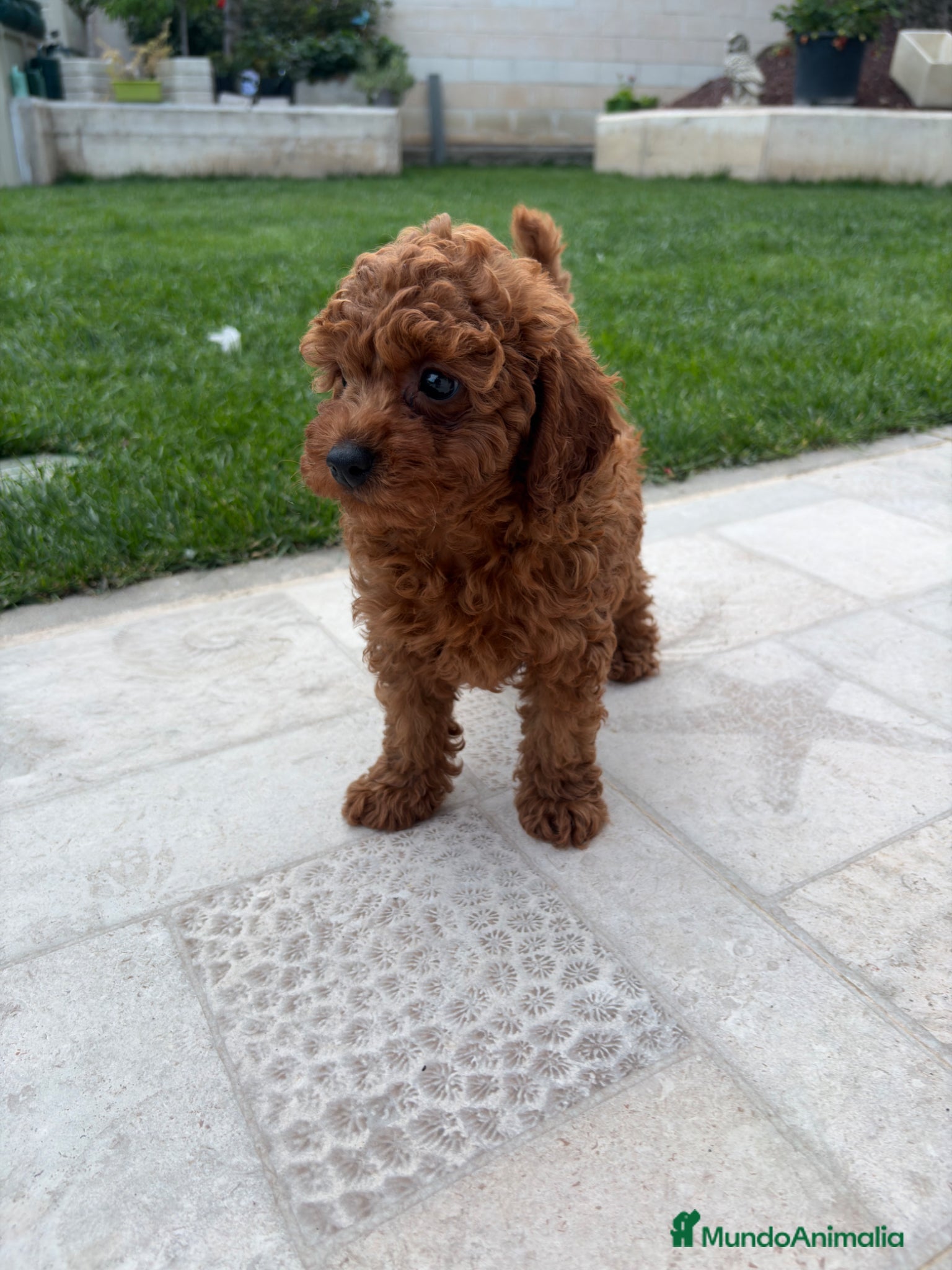 Caniche Toy perros Caniche toy - Anuncio 2