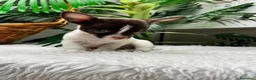 Chihuahua perros en venta: 🐾 CHIHUAHUA MACHO BICOLOR CHOCOLATE Y BLANCO 🐾 - Anuncio 16