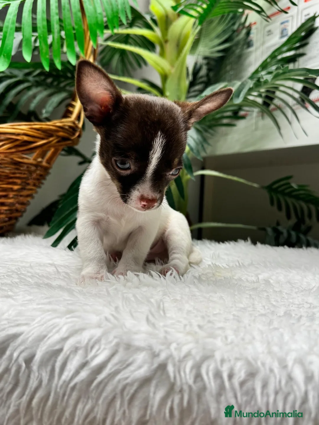 Chihuahua perros en venta: 🐾 CHIHUAHUA MACHO BICOLOR CHOCOLATE Y BLANCO 🐾 - Anuncio 16
