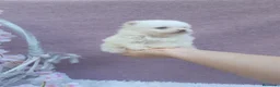 Pomerania perros en venta: PRECIOSO CACHORITO DE POMERANIA TOY    - Anuncio 18