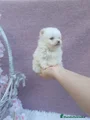 Pomerania Cachorro 3