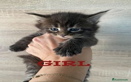 Maine Coon gatos en venta: Main Coon, nueva camada - Anuncio 5