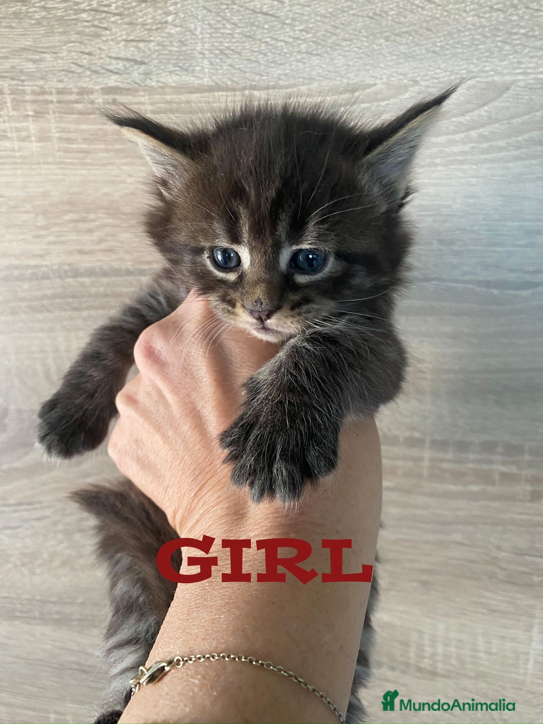 Maine Coon gatos en venta: Main Coon, nueva camada - Anuncio 5