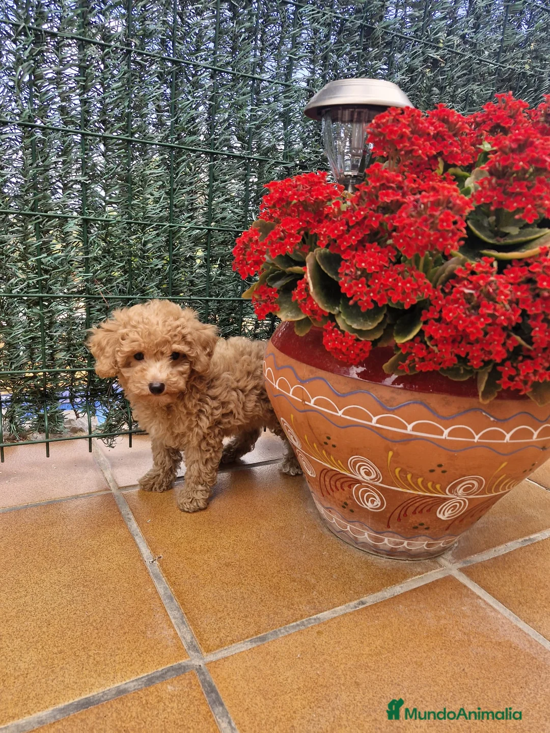 Caniche Enano perros en venta: Caniches preciosos en Barcelona - Anuncio 1