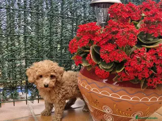 Caniche Enano perros Caniches preciosos en Barcelona - Anuncio 32