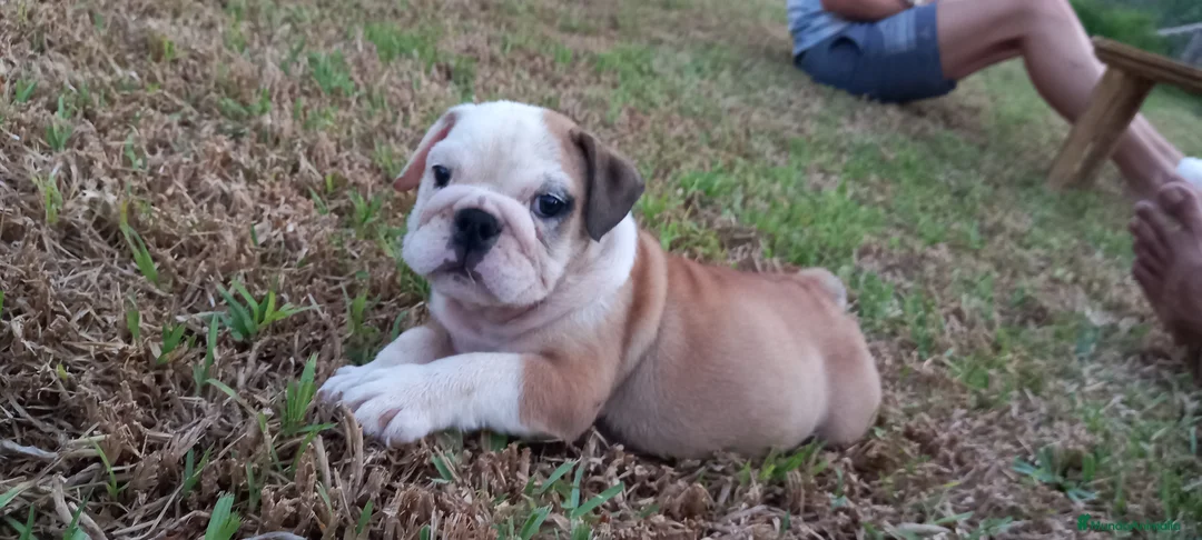 Imagen de galería {{count}}