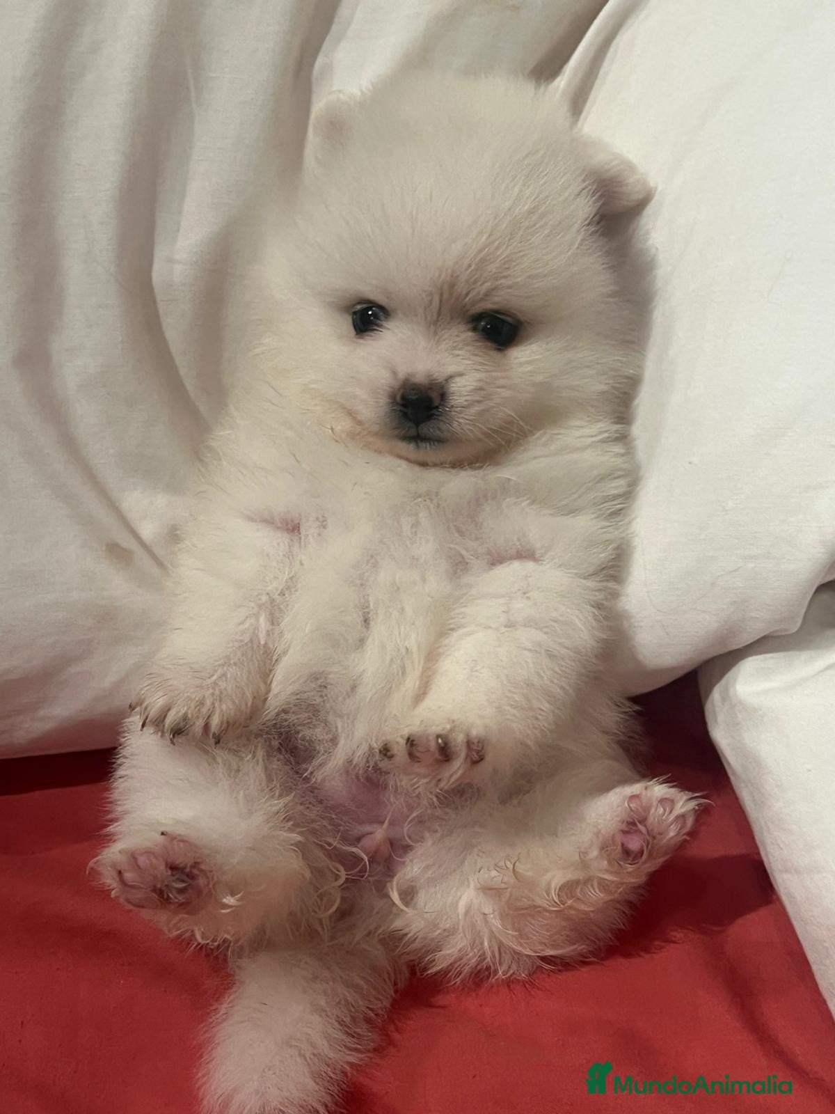 Pomerania perros POMERANIA TOY - Anuncio 2