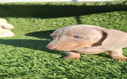 Teckel Miniatura perros en venta: Teckel kanichen isabela disponibles  - Anuncio 3