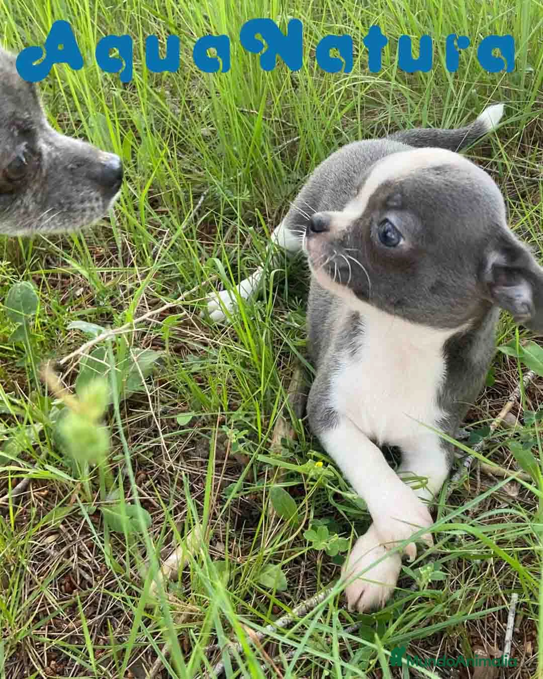 Chihuahua perros en venta: Chihuahua Hembra de Pam y Choco 4142 AQUANATURA - Anuncio 6