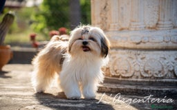 Shih Tzu perros en venta: camada de shih tzu - Imagen 9