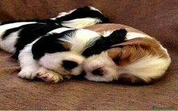 Cavalier King Charles Spaniel perros en venta: Cachorros Cavalier pura raza 🥇✨ - Imagen 2