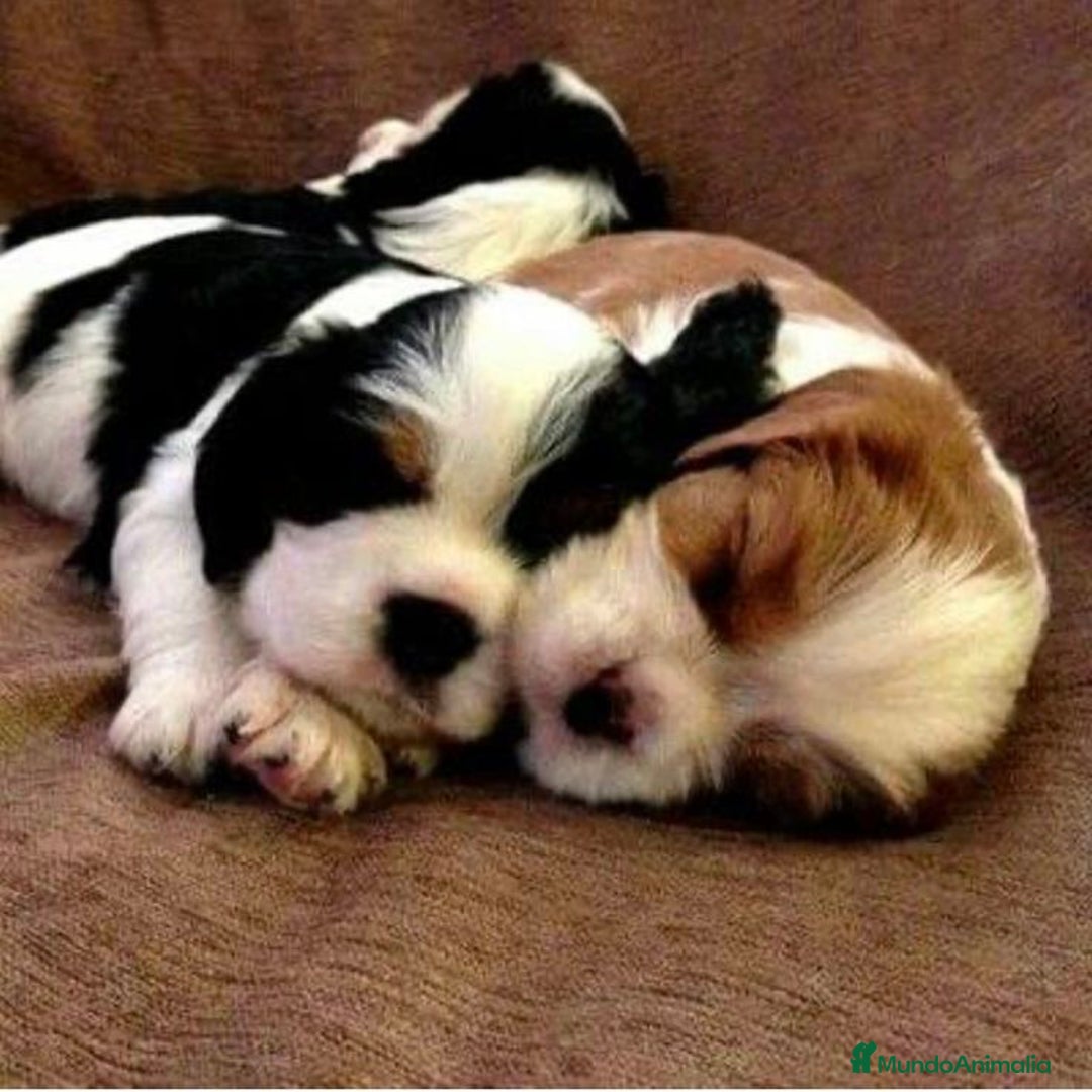 Cavalier King Charles Spaniel perros en venta: Cachorros Cavalier pura raza 🥇✨ - Imagen 2
