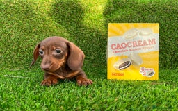 Teckel Miniatura perros en venta: Teckel mini ( DISPONIBLES )  - Imagen 3