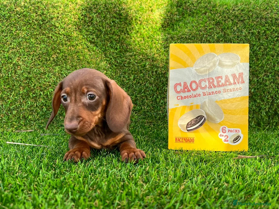 Teckel Miniatura perros en venta: Teckel mini ( DISPONIBLES )  - Anuncio 3