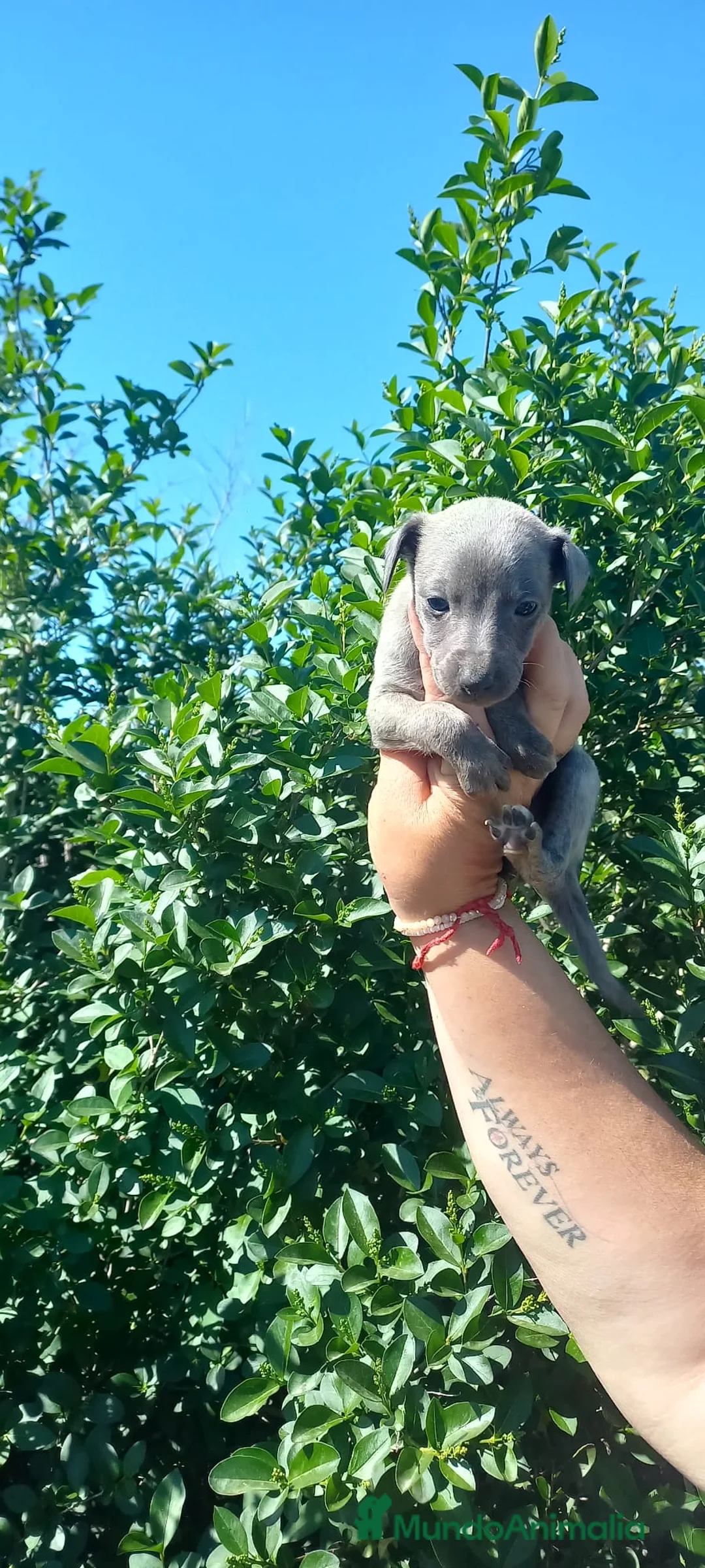 Whippet perros en venta: Camada de whipper con picolo pero de los pequeños  - Anuncio 10