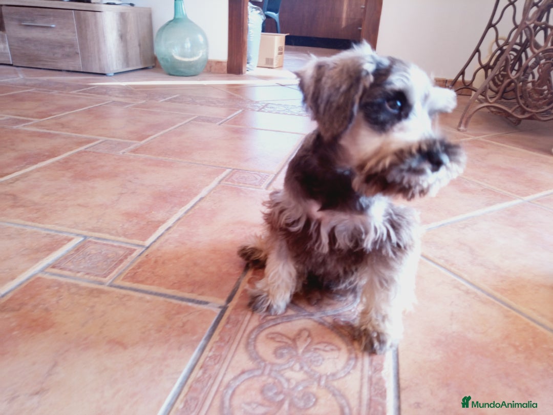 Schnauzer Miniatura perros en venta: Hembrita de Schnauzer negro/plata  - Anuncio 7