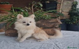 Pomerania perros en venta: Hembra pomerania toy adopción  - Imagen 7