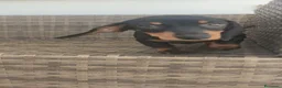 Teckel Miniatura perros en venta: Teckel Mini Negra y Fuego hembra disponible  - Anuncio 15