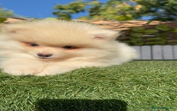 Pomerania perros en venta: POMERANIA MACHO - Imagen 3