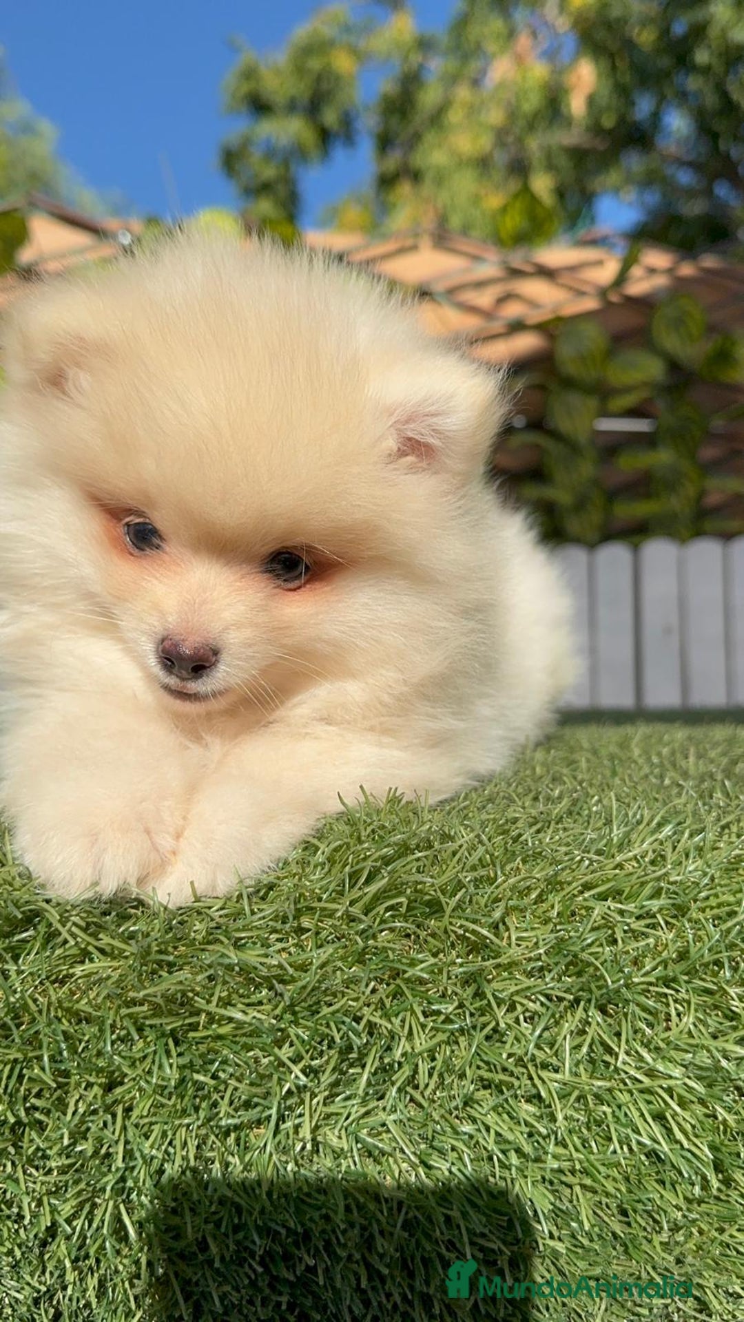 Pomerania perros en venta: POMERANIA MACHO - Imagen 3