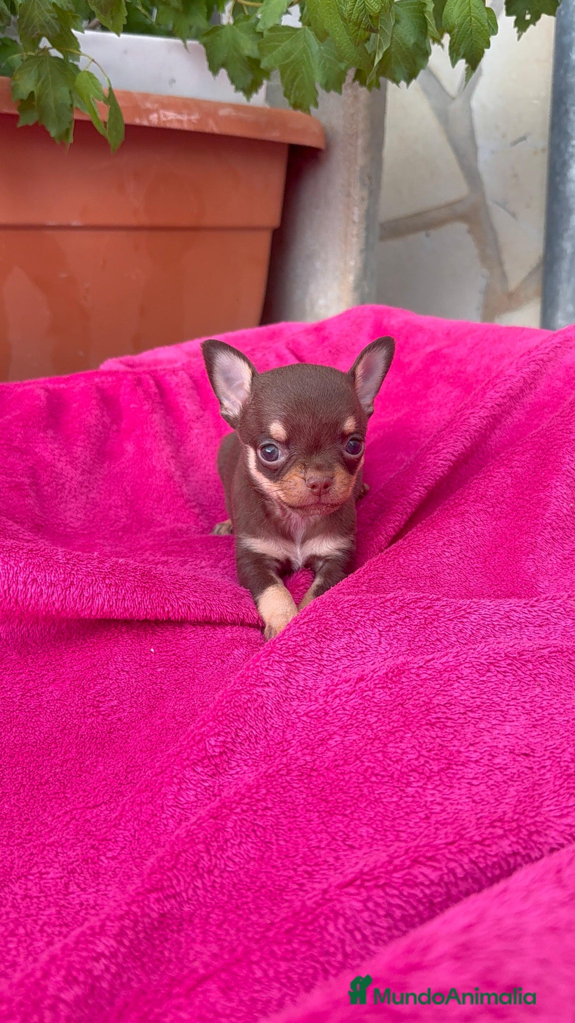 Chihuahua perros Chihuahua Toy cabeza manzana macho chocolate  - Anuncio 2
