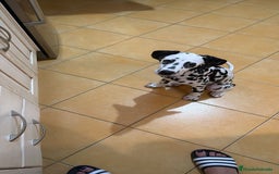 Dálmata perros en venta: Dalmata  - Imagen 4