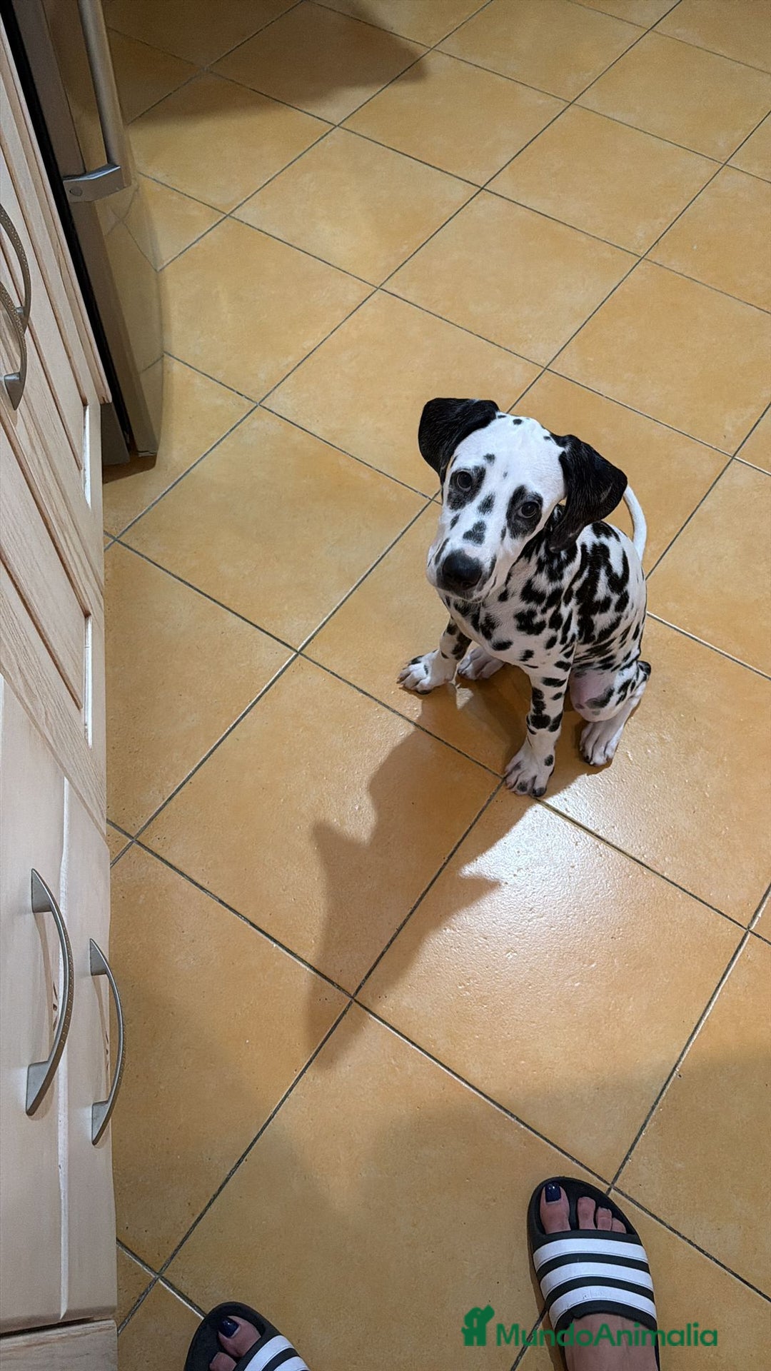 Dálmata perros en venta: Dalmata  - Imagen 4