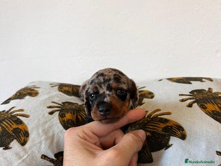 Teckel Miniatura perros - Anuncio 34