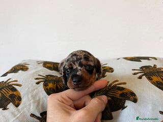 Teckel Miniatura perros Teckel España ! - Anuncio 14