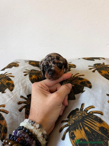 Teckel Miniatura perros - Anuncio 7