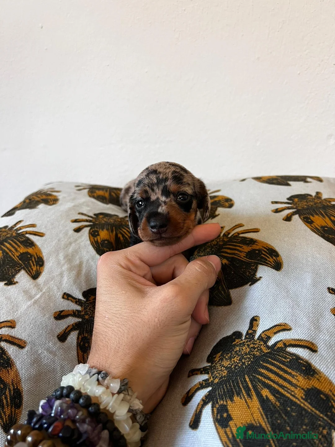 Teckel Miniatura perros en venta: Teckel España !  - Anuncio 1