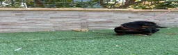 Teckel perros en venta: Cachorro teckel  - Anuncio 4