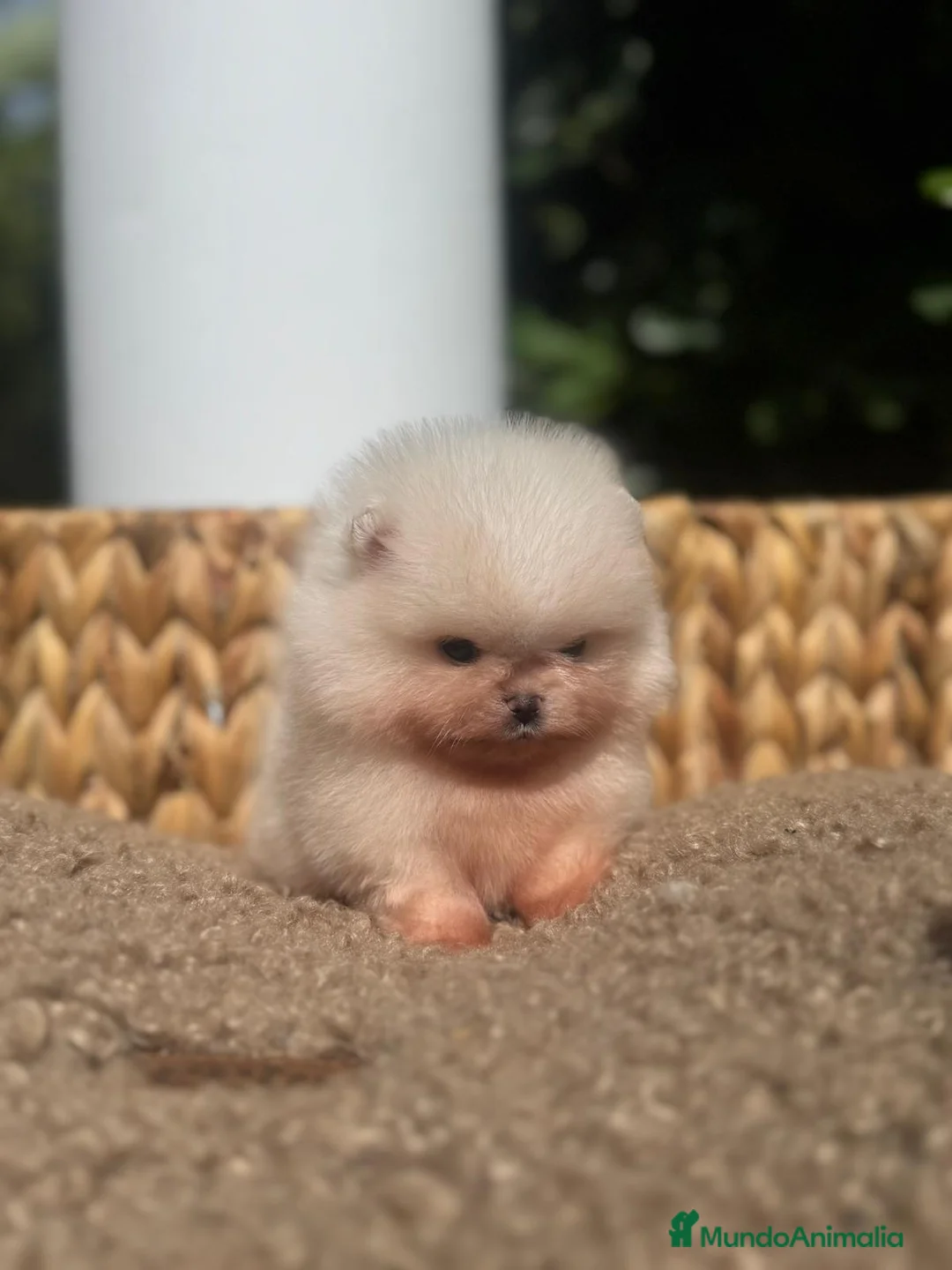 Pomerania perros en venta: BEBES POMERANIA BLANCOS LOS MAS MINI Y PELUDOS - Anuncio 5
