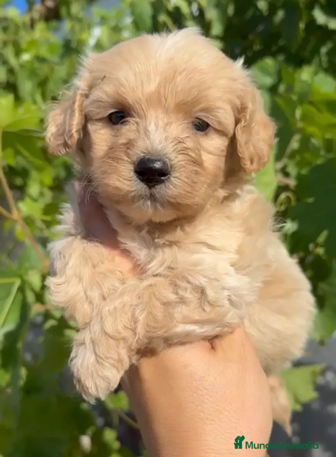 Maltipoo perros en venta: Maltipoo disponibles 🐶🐾 en Cádiz - Anuncio 1